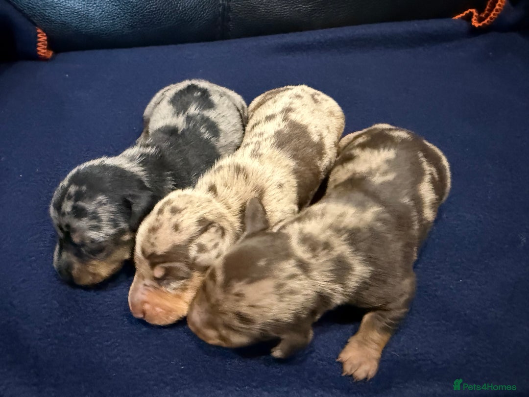 Miniature Dachshund dogs for sale: Miniature Dachshund puppies KC Reg Health tested - Image 4
