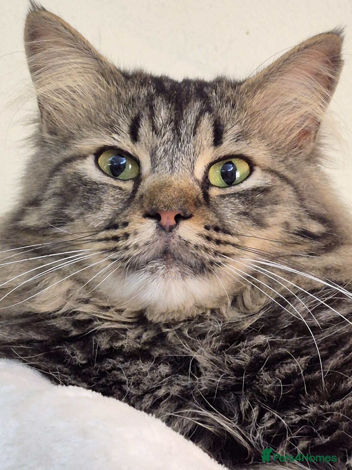 Mixed Breed cats Starsky  - Advert 2