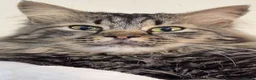 Mixed Breed cats for adoption: Starsky  - Advert 1