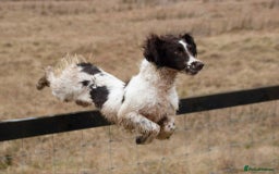 English Springer Spaniel dogs for sale: KC registered Springer spaniels puppies  - Image 21