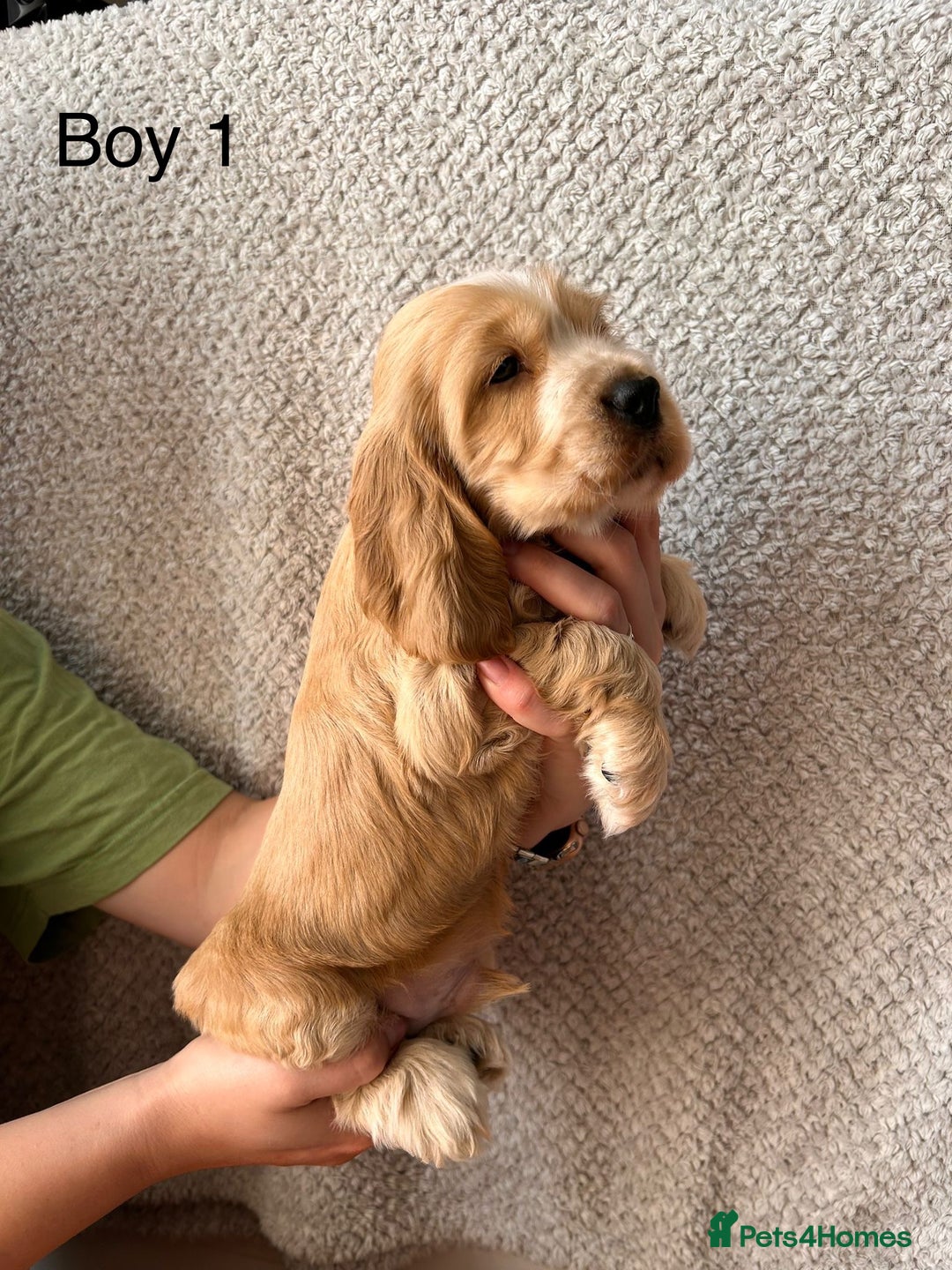 Cocker Spaniel dogs for sale: Golden English Show Cocker Spaniel puppies - Image 10