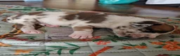 Mixed Breed dogs for sale: Cane Corso x Performance Mastiff   - Advert 26