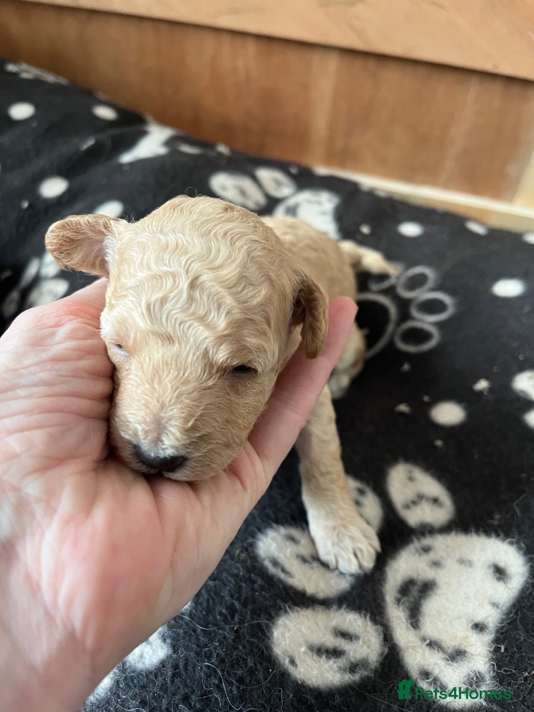 Miniature Poodle dogs for sale: Gorgeous miniature poodle pups - Image 8