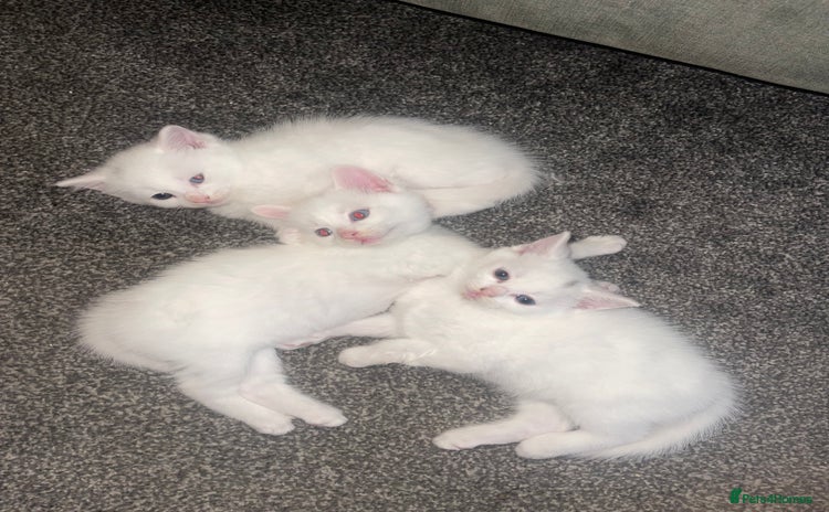 Turkish Angora cats - Advert 1