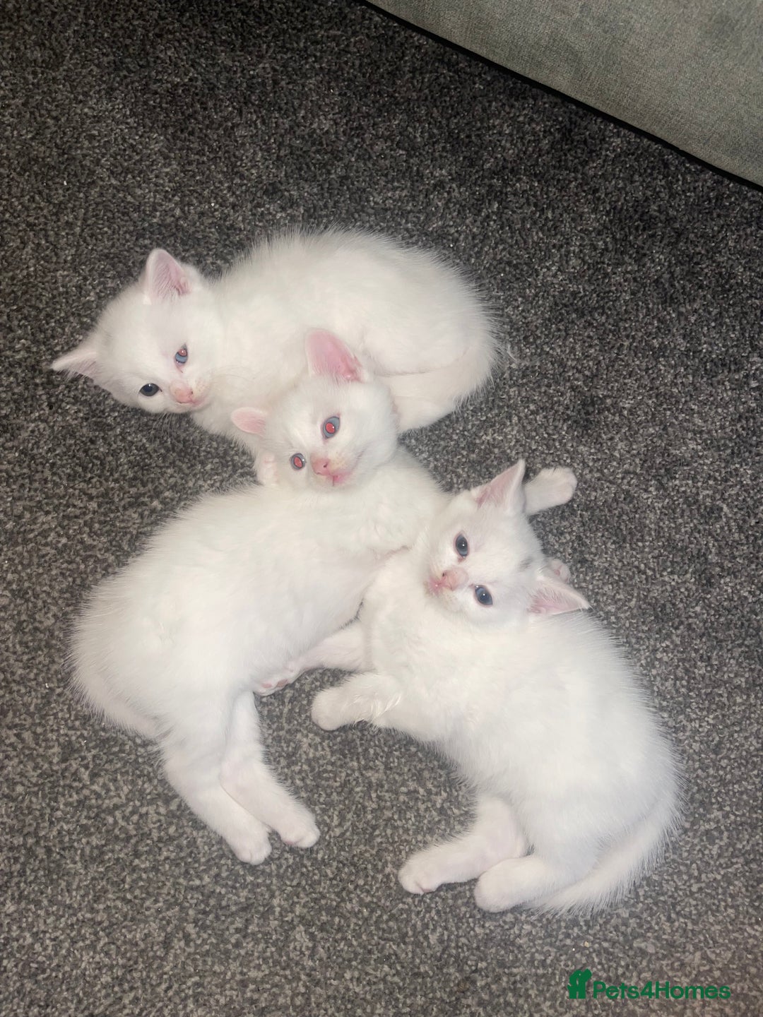 Turkish Angora cats for sale: 2 beautiful Turkish Angora kittens for sale  - Image 1