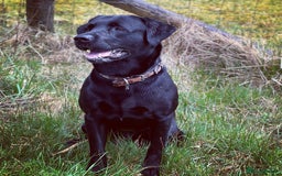 Labrador Retriever dogs for sale: 7yo Male Labrador KC Registered - Image 6
