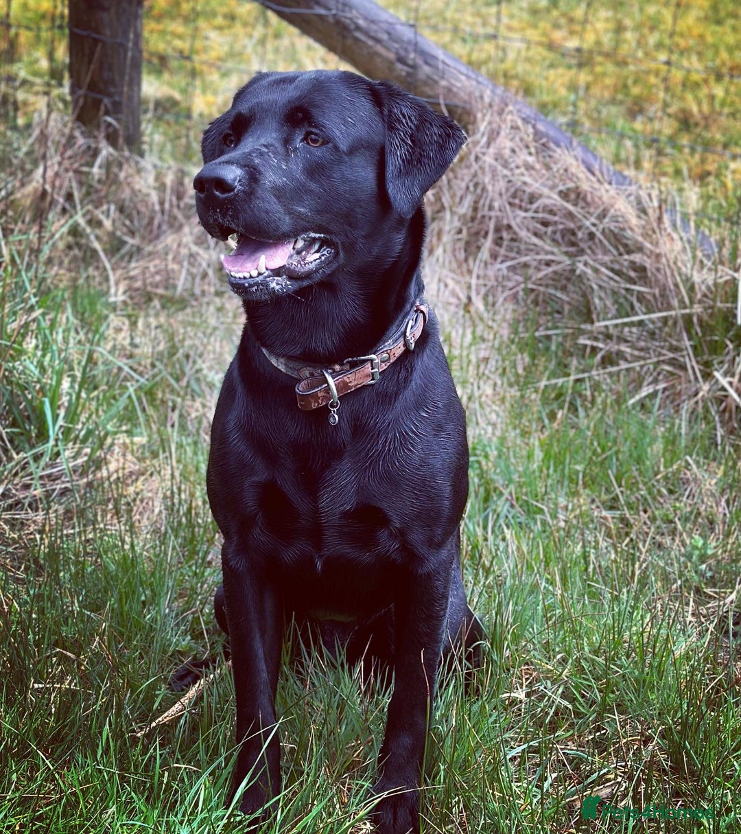 Labrador Retriever dogs for sale: 7yo Male Labrador KC Registered - Image 6