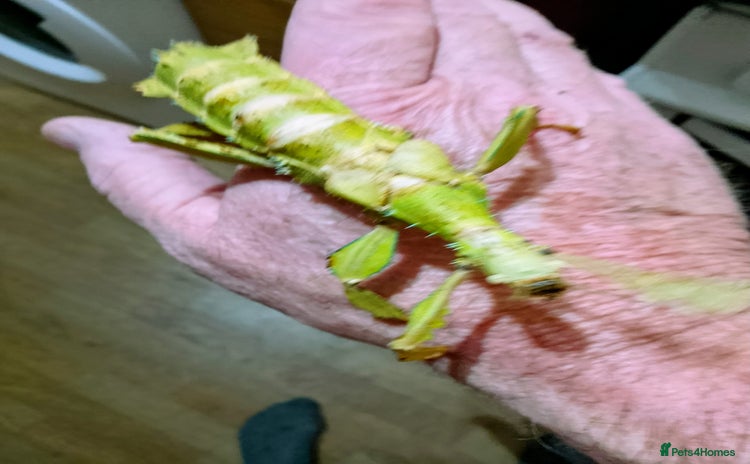 Stick Insects invertebrates - Advert 1