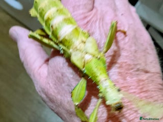 Stick Insects invertebrates - Advert 3