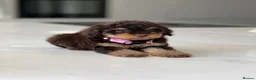 Toy Poodle dogs for stud: Chocolate Phantom KC Toy Poodle STUD - Advert 7
