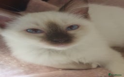 Ragdoll cats for sale:  GCCF KITTENS CHOC & LILAC MITTED AND BI-COLOUR in Darwen - Image 40