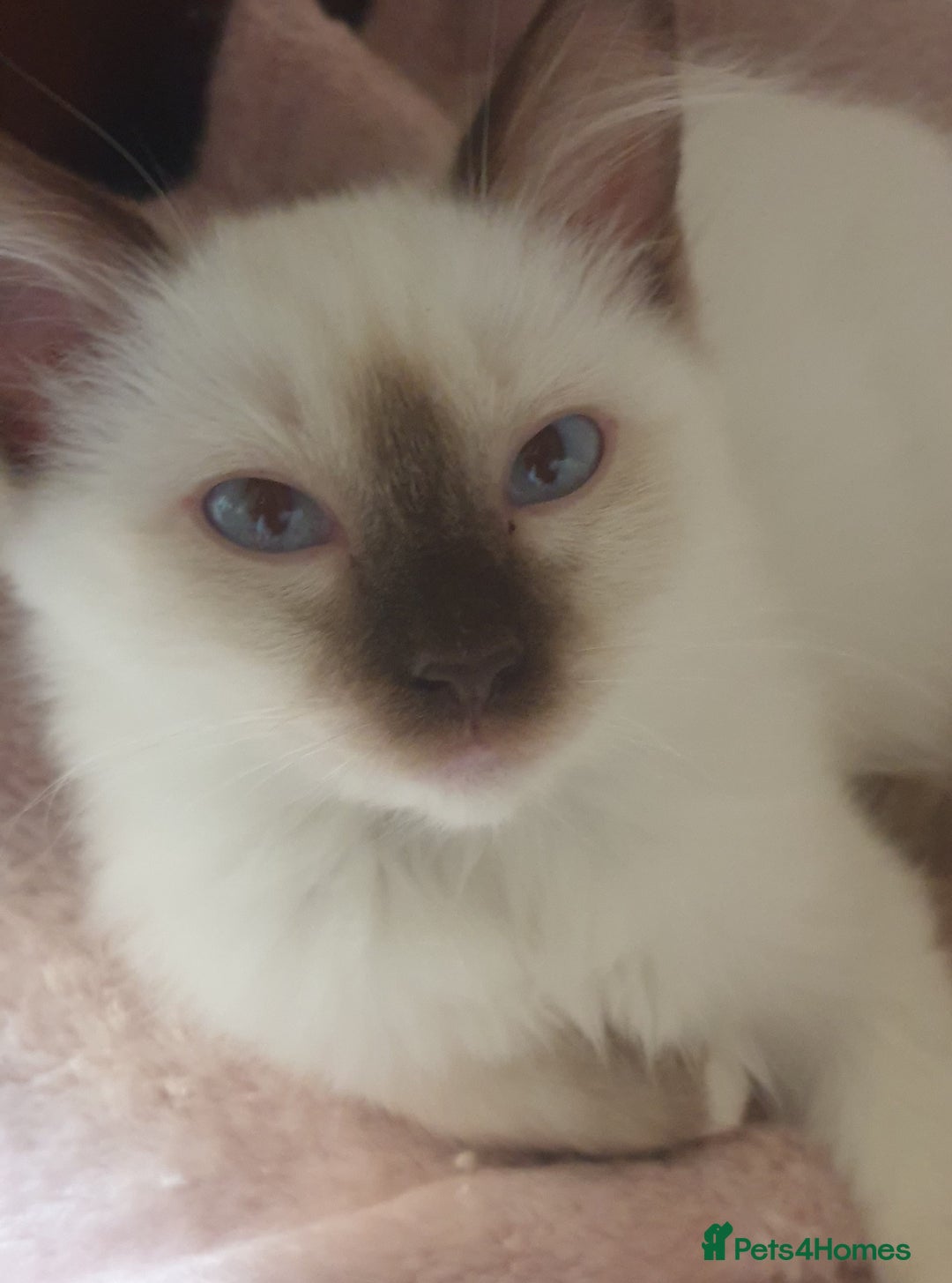 Ragdoll cats for sale:  GCCF KITTENS CHOC & LILAC MITTED AND BI-COLOUR in Darwen - Image 40