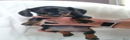 Miniature Dachshund dogs for sale: Looking for forever home! Can leave 9th Sept   in Preston - Advert 7