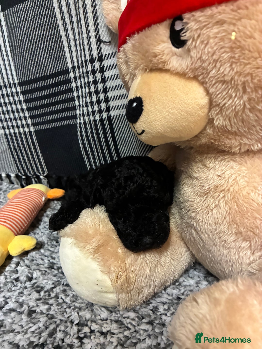 Miniature Poodle dogs for sale: miniature poodles  - Advert 20