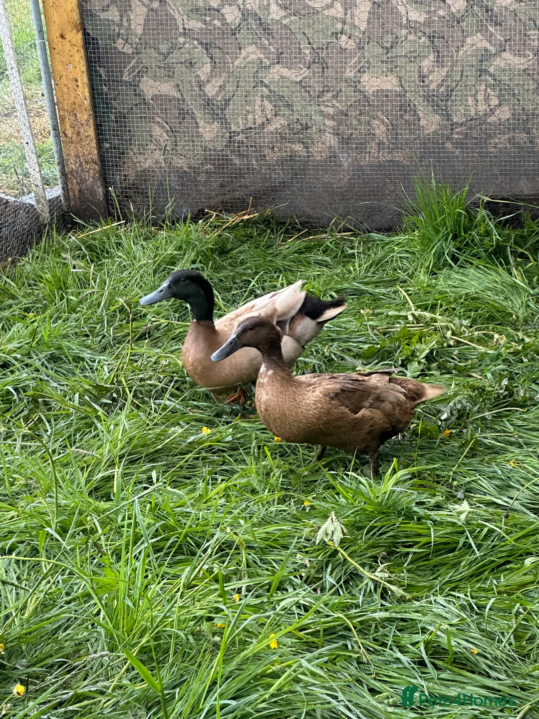 Ducks poultry for sale: Fertile khaki Campbell eggs  in Pudsey - Advert 1