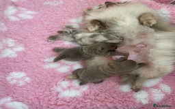 Pomeranian dogs for sale: outstanding true to typ pomeranian puppy's  - Image 19
