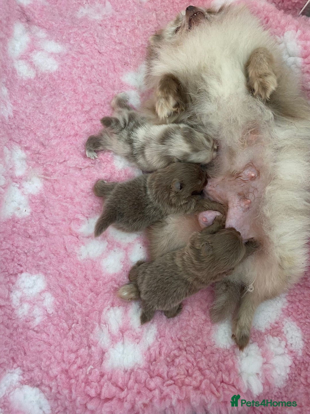 Pomeranian dogs for sale: outstanding true to typ pomeranian puppy's  - Image 19