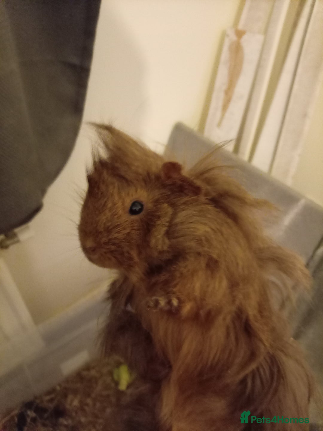 Guinea Pig rodents for sale: Ginea pigs for sale  - Image 2