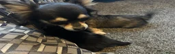 Chihuahua dogs for sale: Long hair stunning chihuahuas pedigree  in Worcester - Advert 3
