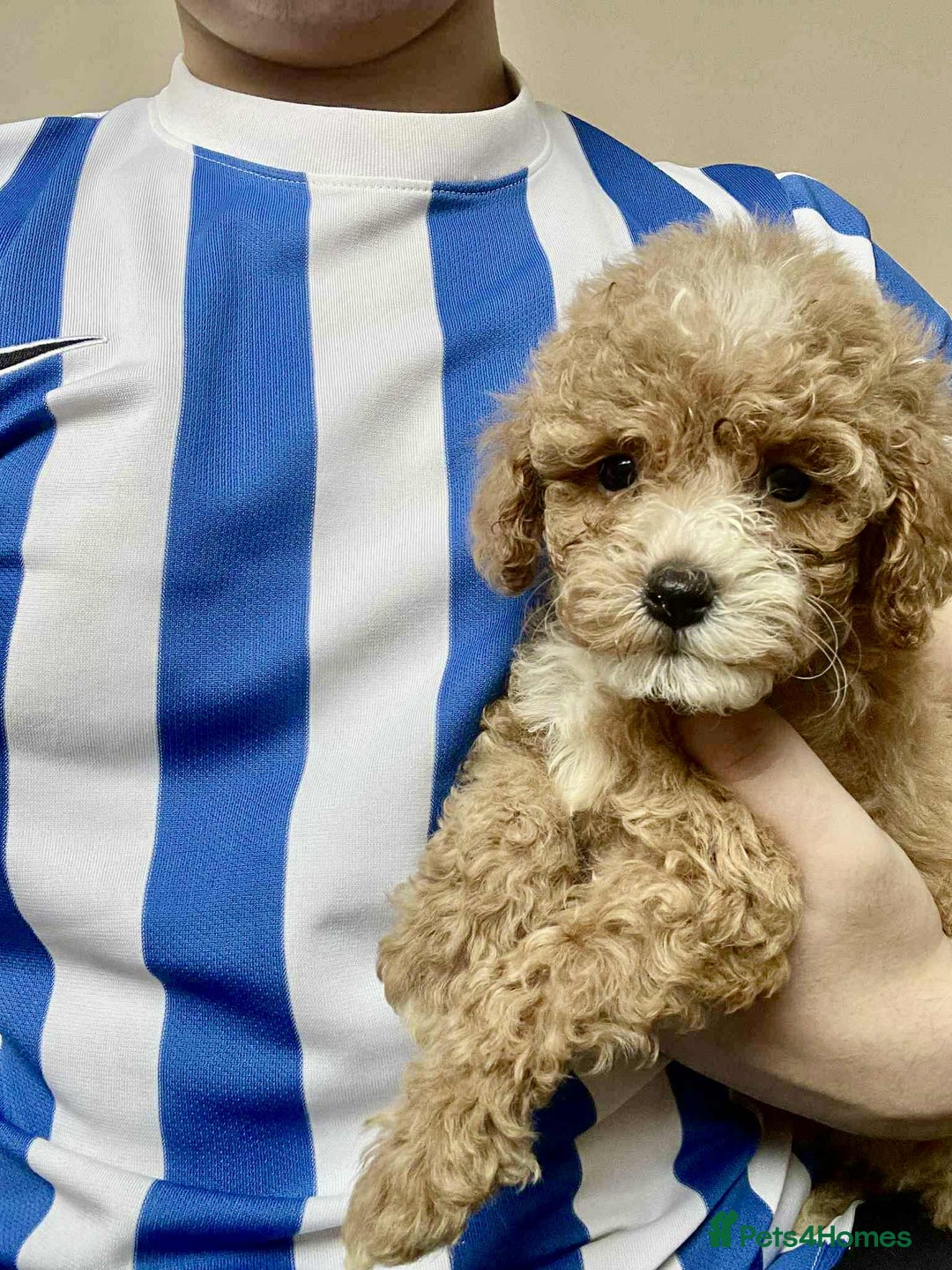 Cavapoo dogs for sale: 🐶 Cavapoo Puppies - Advert 5