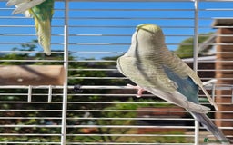 Budgerigars birds for sale: 2 male budgies, cage the lot  - Image 7