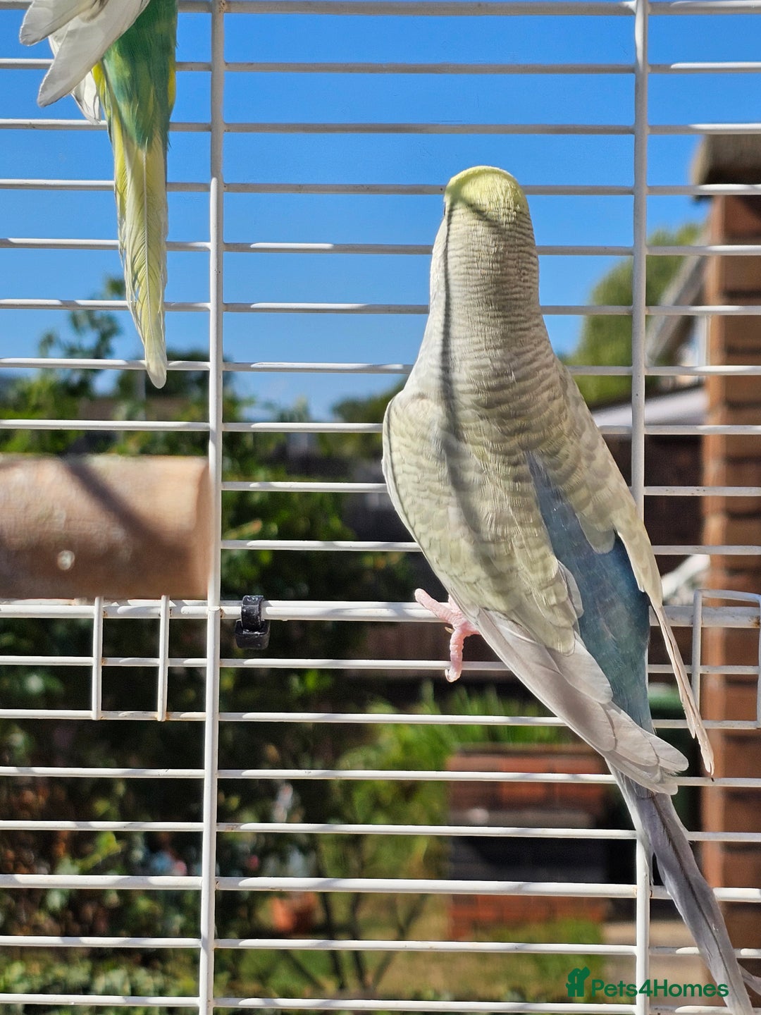 Budgerigars birds for sale: 2 male budgies, cage the lot  - Image 7
