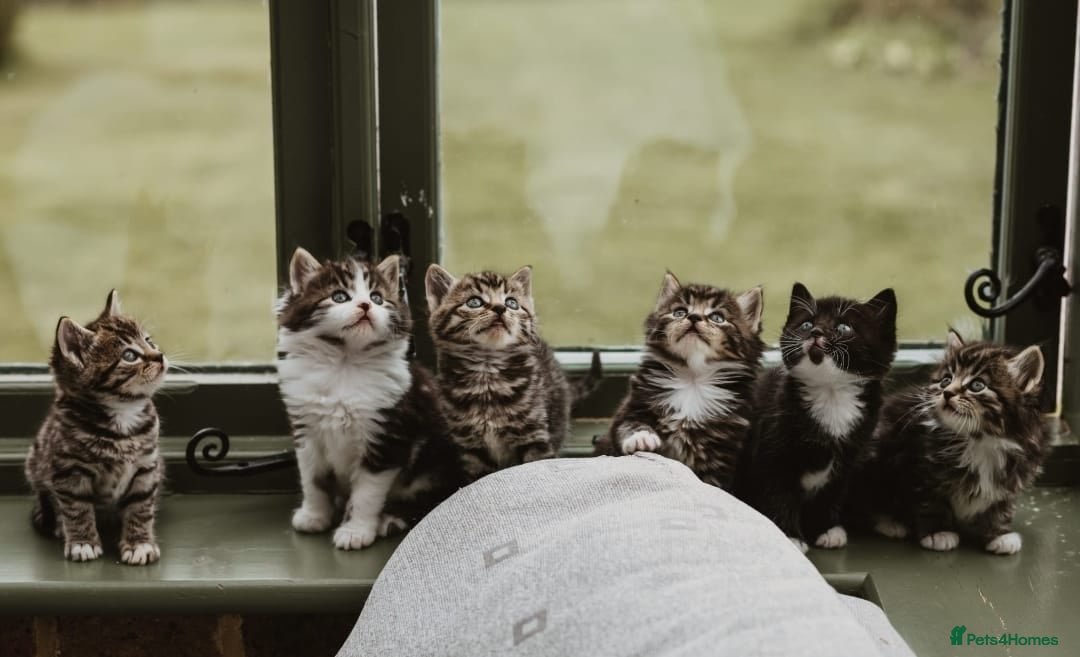 Mixed Breed cats Beautiful Tame Friendly Kittens for sale - Advert 1