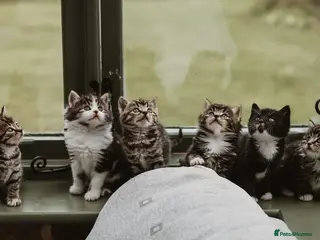 Mixed Breed cats Beautiful Tame Friendly Kittens for sale - Advert 1