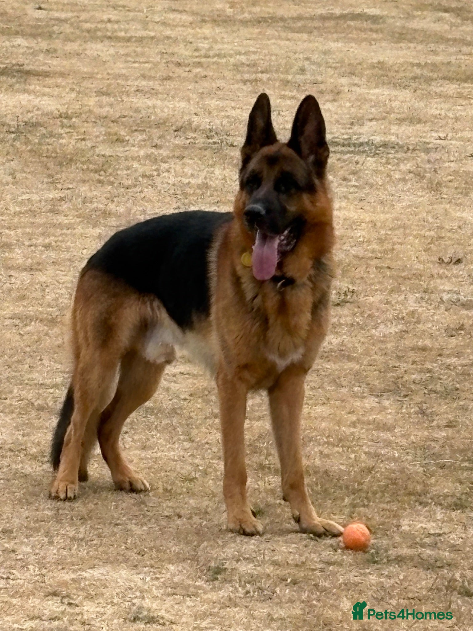 German Shepherd dogs GERMAN SHEPHERD DOG. - Advert 2