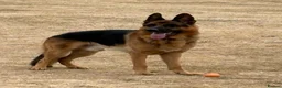 German Shepherd dogs for sale: GERMAN SHEPHERD DOG. - Advert 2