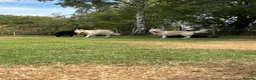 German Shepherd dogs for sale: Apricot/Cream GSD FEMALE  - Advert 23