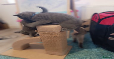 Russian Blue cats - Advert 15
