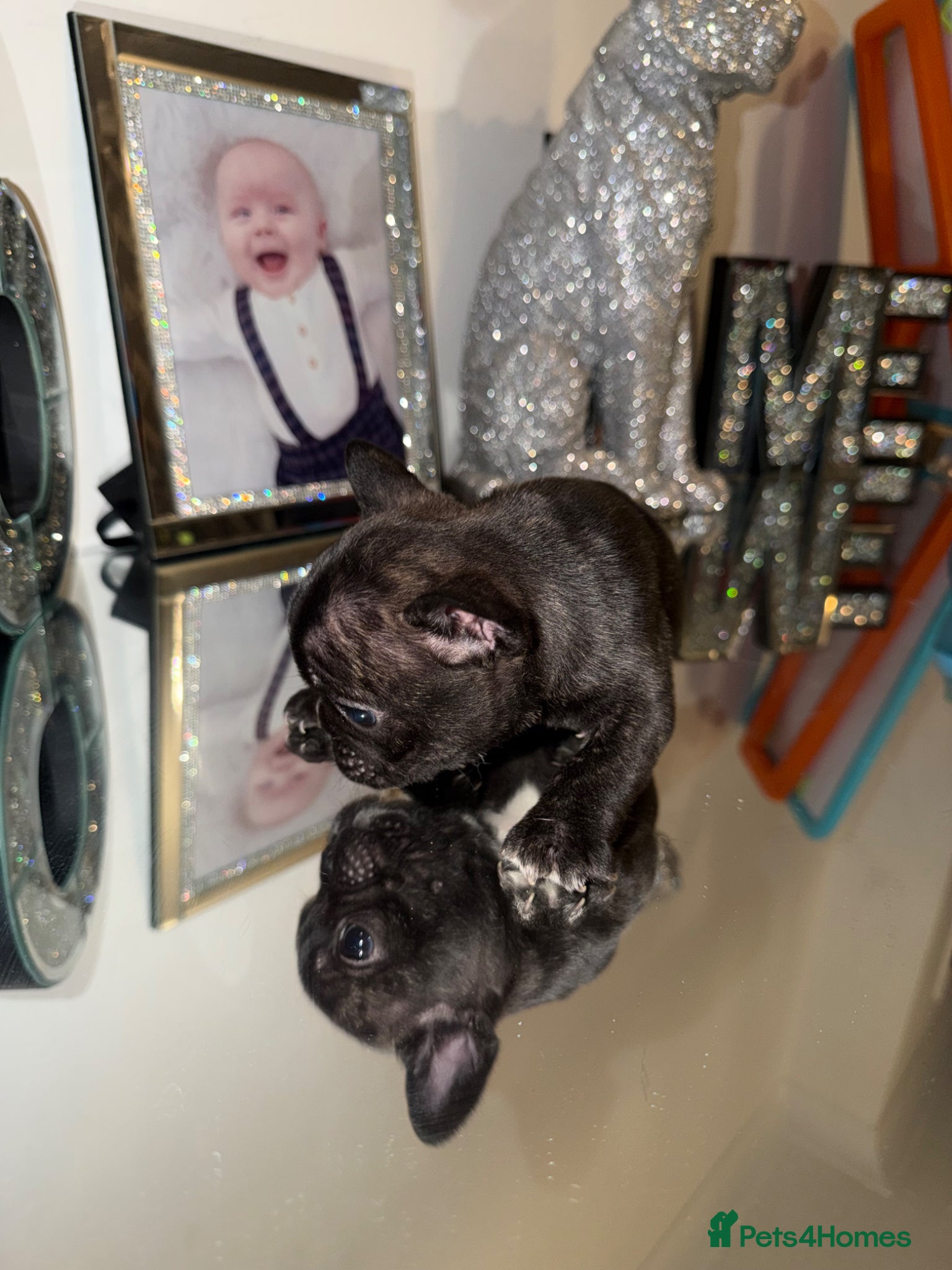 French Bulldog dogs KC registered French Bulldogs Ready to go - Advert 10