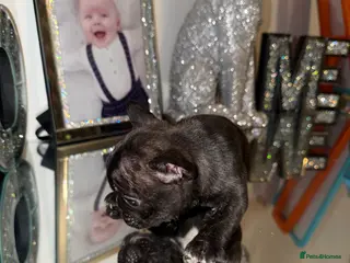 French Bulldog dogs KC registered French Bulldogs Ready to go - Advert 10