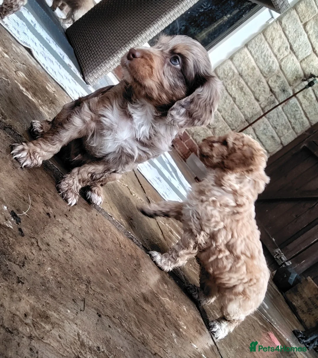 Mixed Breed dogs for sale: Rare double coat sprockerpoos - Advert 2