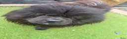 Chow Chow dogs for sale: Black chow chow - Advert 8