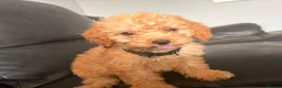Cockapoo dogs for sale: F1b Cockapoo  - Advert 2