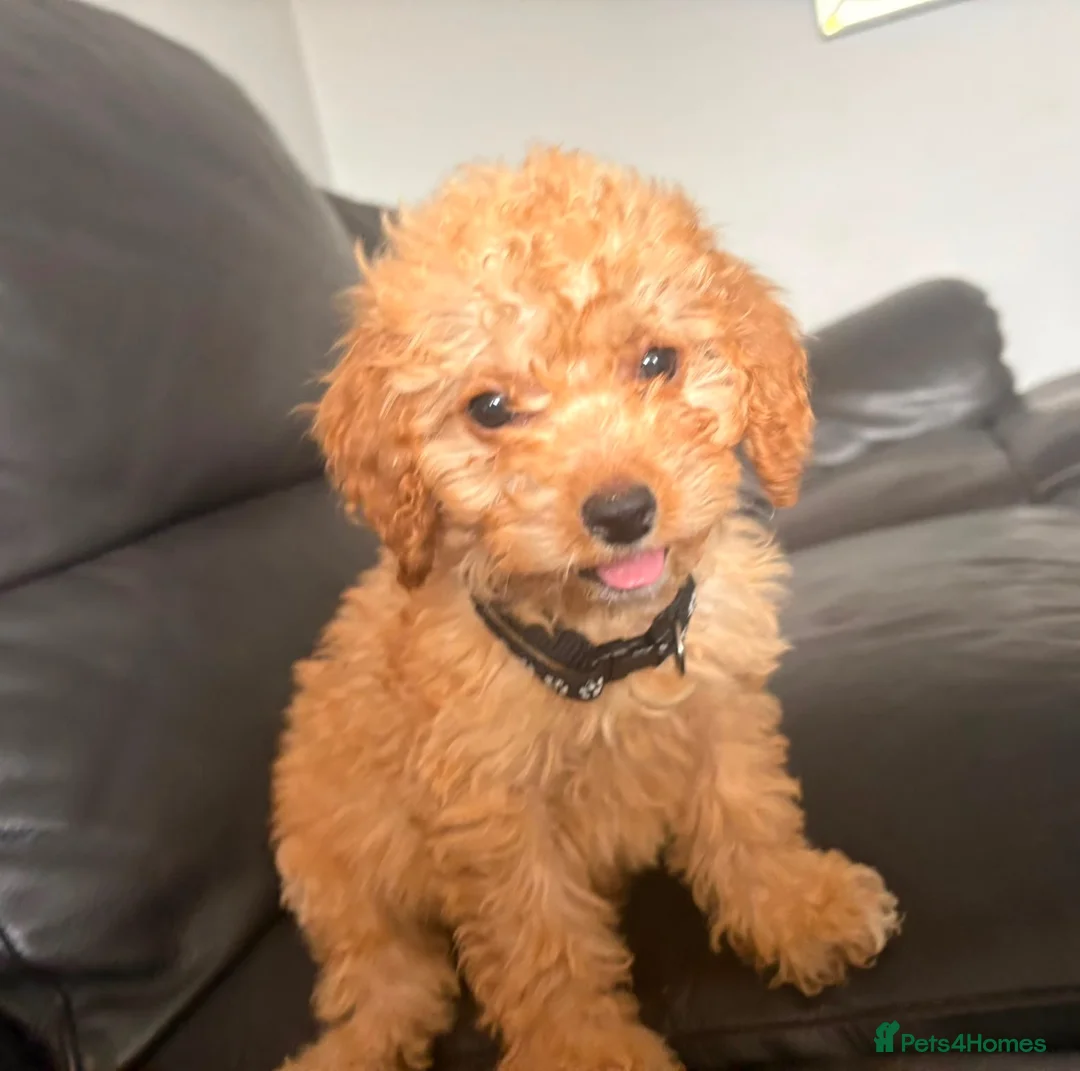 Cockapoo dogs for sale: F1b Cockapoo  - Advert 2