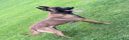 Belgian Shepherd Dog dogs for sale: Last 3 girls ready to leave now kc registered  - Advert 28
