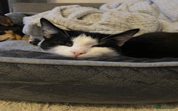 Mixed Breed cats for sale: Rehoming Our Girl - Image 8