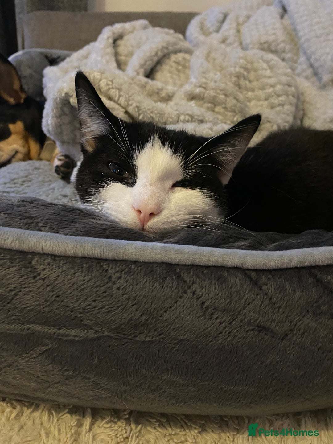 Mixed Breed cats for sale: Rehoming Our Girl - Image 8
