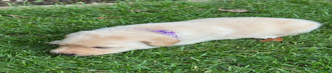 Labrador Retriever Puppy 7