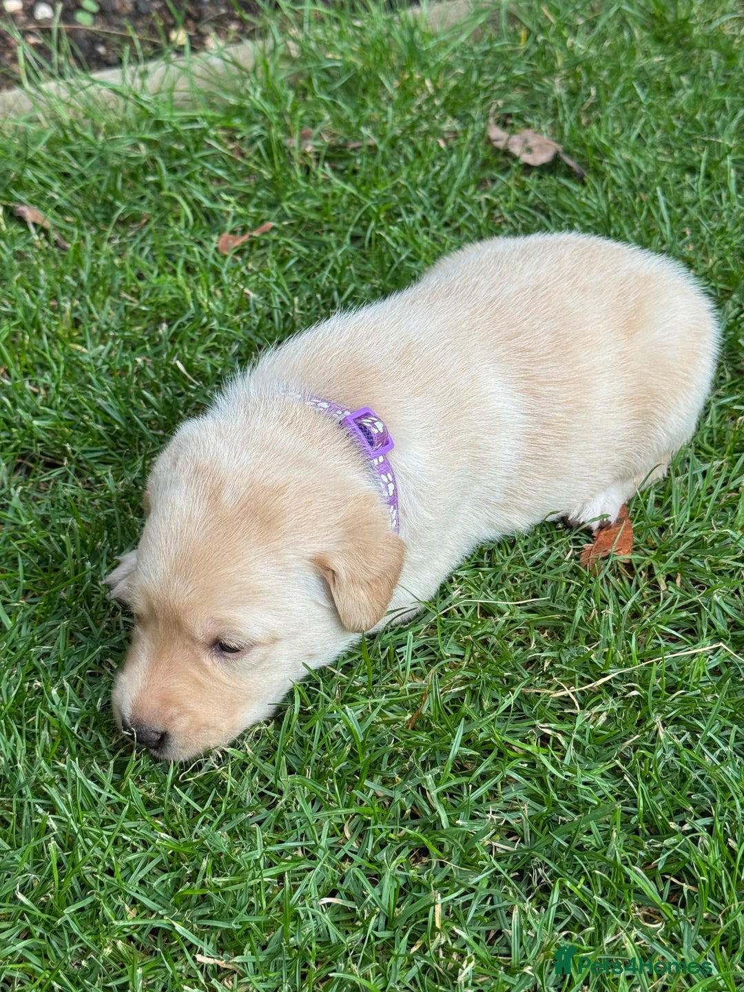 Labrador Retriever dogs for sale: Stunning KC Reg Yellow Labrador Puppies - Image 14