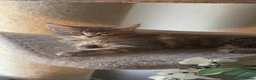 Maine Coon cats for sale: 6 beautiful blue silver mainecoons  - Advert 9