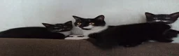 Mixed Breed cats for sale: Female kittens  - Advert 3