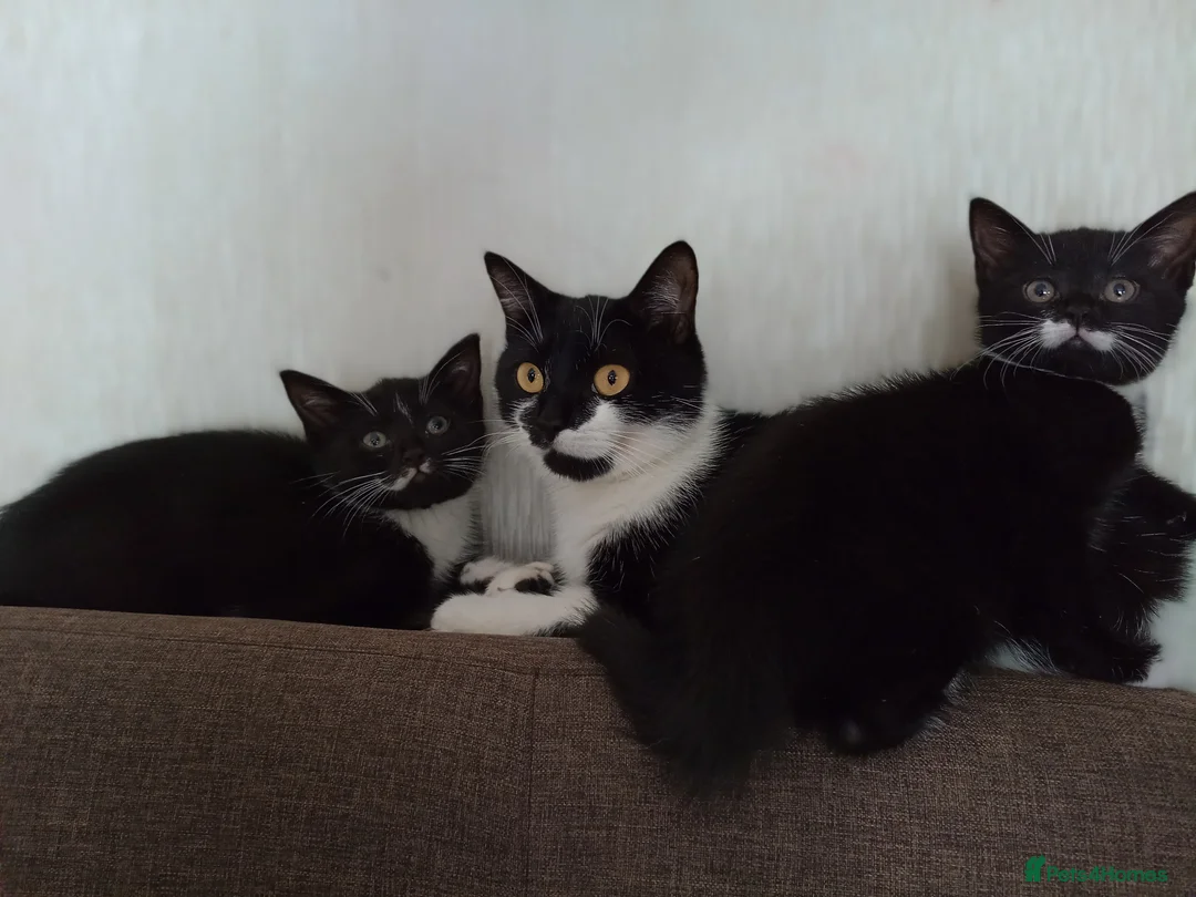 Mixed Breed cats for sale: Female kittens  - Advert 3