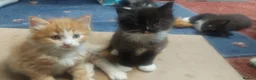 Mixed Breed cats for sale: Long‑Haired beautiful Ragdoll Cross Kittens - Advert 12