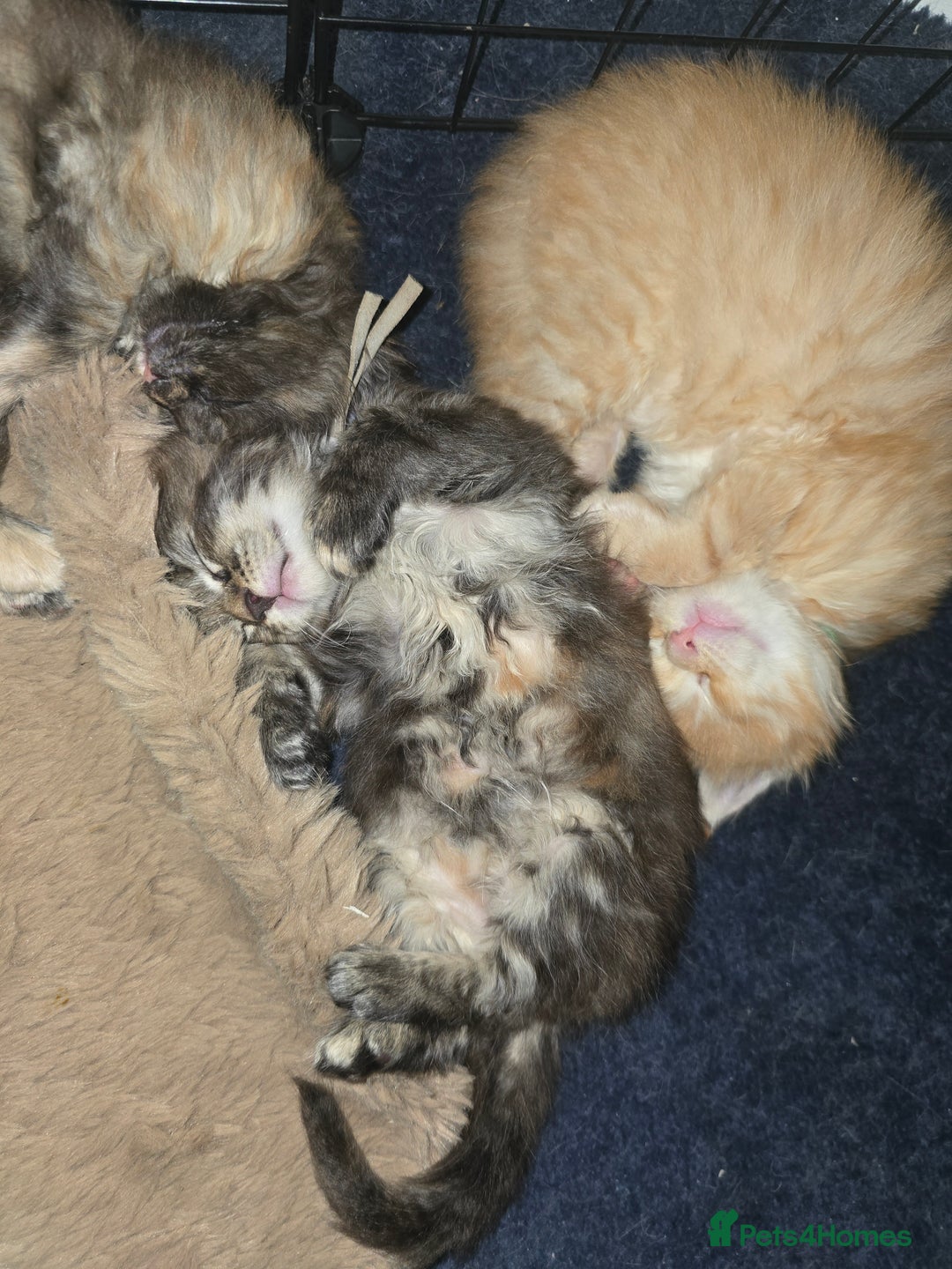 Maine Coon cats for sale: Maine Coon Kittens Tortie/Torbie Russian lines - Image 23