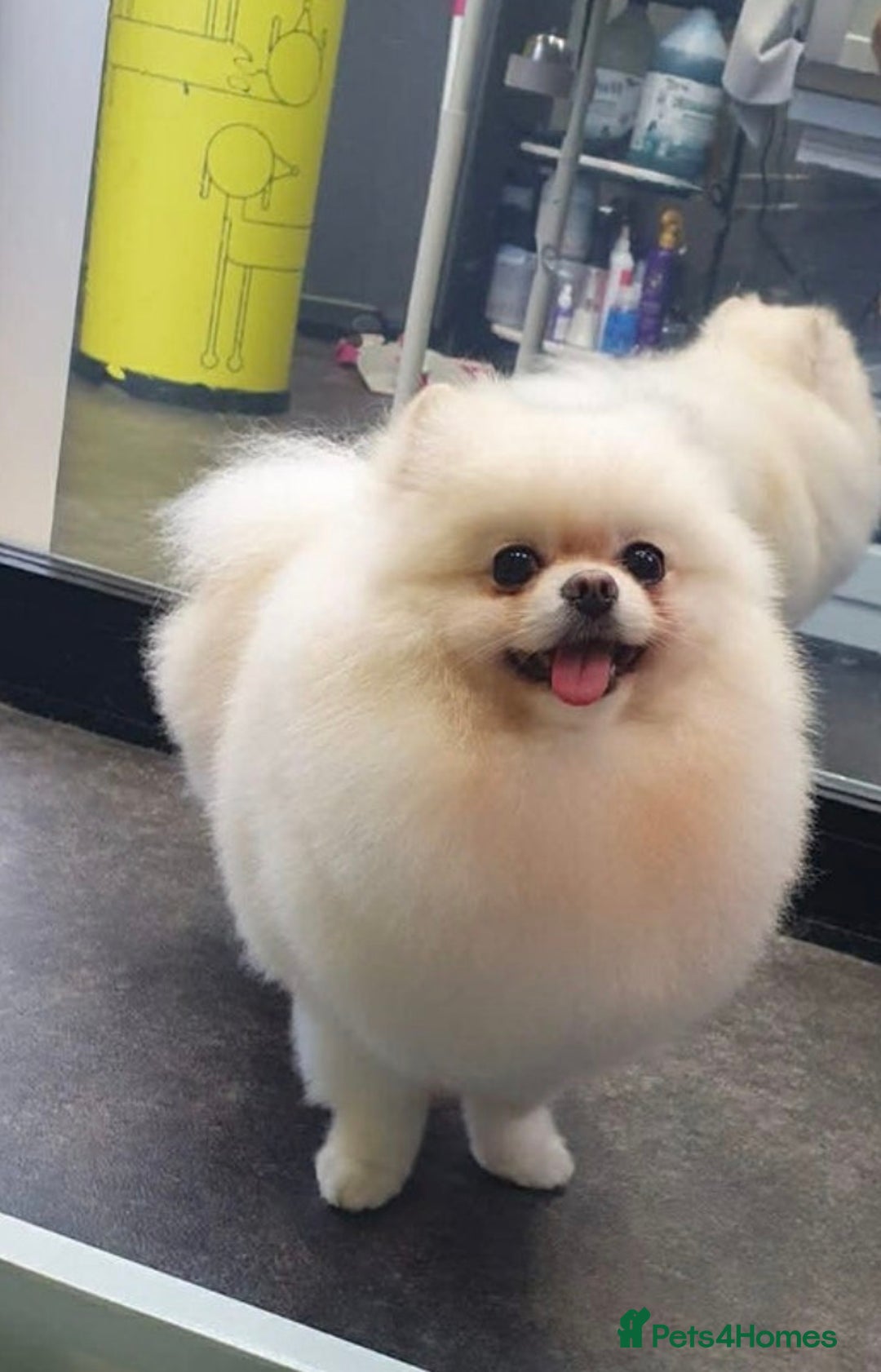 Pomeranian dogs for sale: Tiny white Pomeranian puppy  - Advert 23