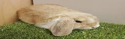 Mini Lop rabbits for sale: Vaccinated Mini Lops – Loving Homes Wanted - Advert 3